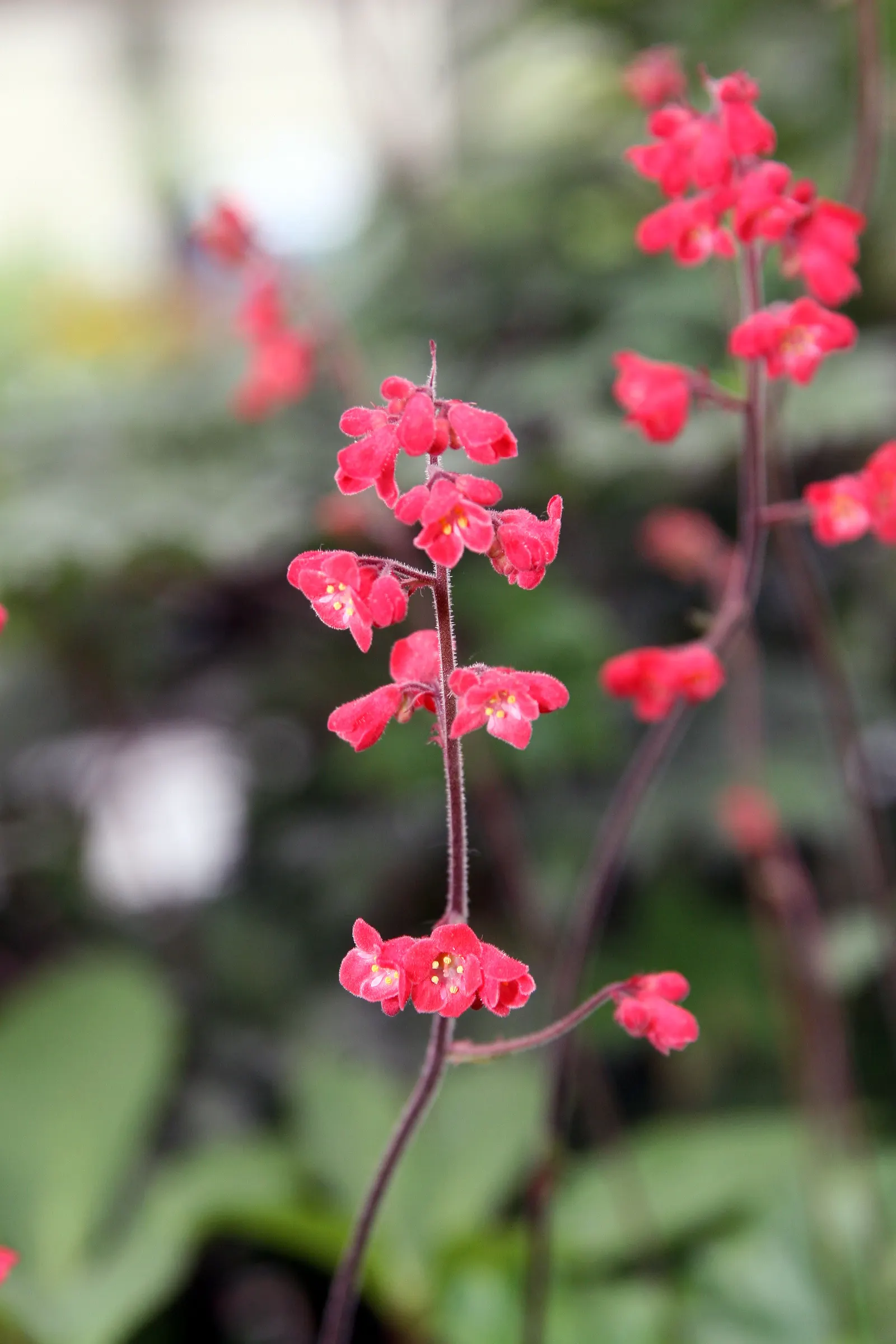American Alumroot (Heuchera Americana) — The American Alumroot, Heuchera americana, thrives in USDA zones 4-9, favoring part-shade to full-shade; in early