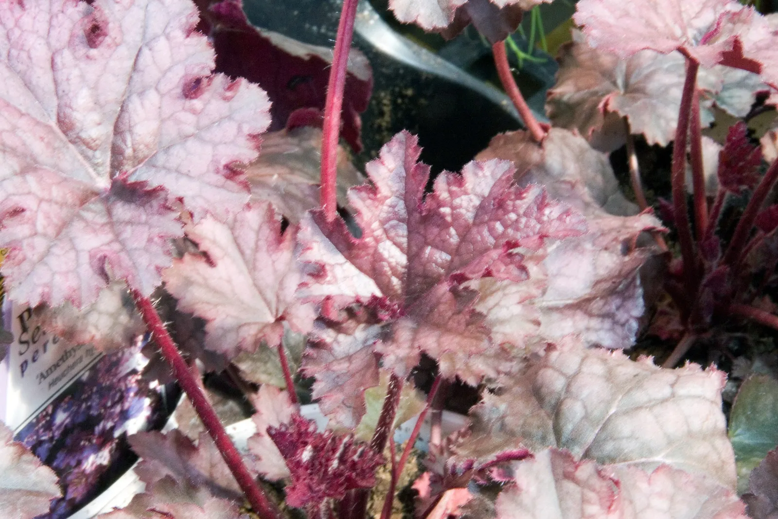 American Alumroot (Heuchera Americana) — In early summer, dainty, bell-shaped, white to pinkish flowers rise on slender stems up to 3 feet; ensuring enduring