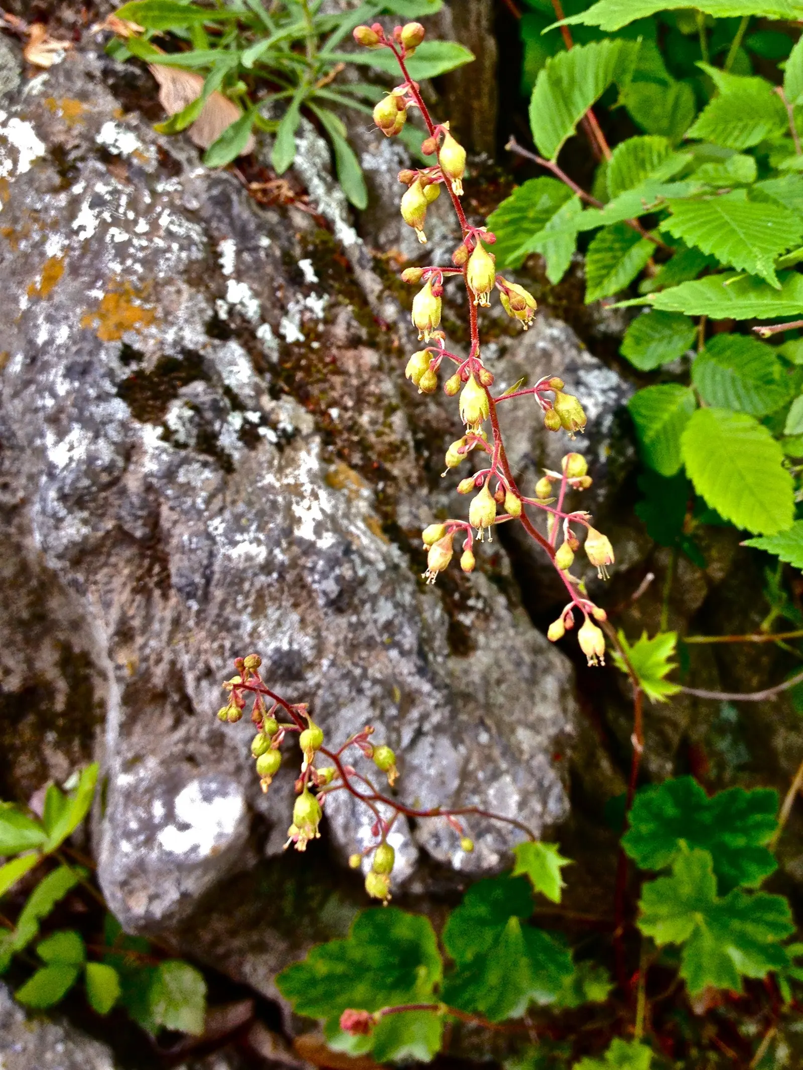 American Alumroot (Heuchera Americana) — ground cover / perennial for half or shade