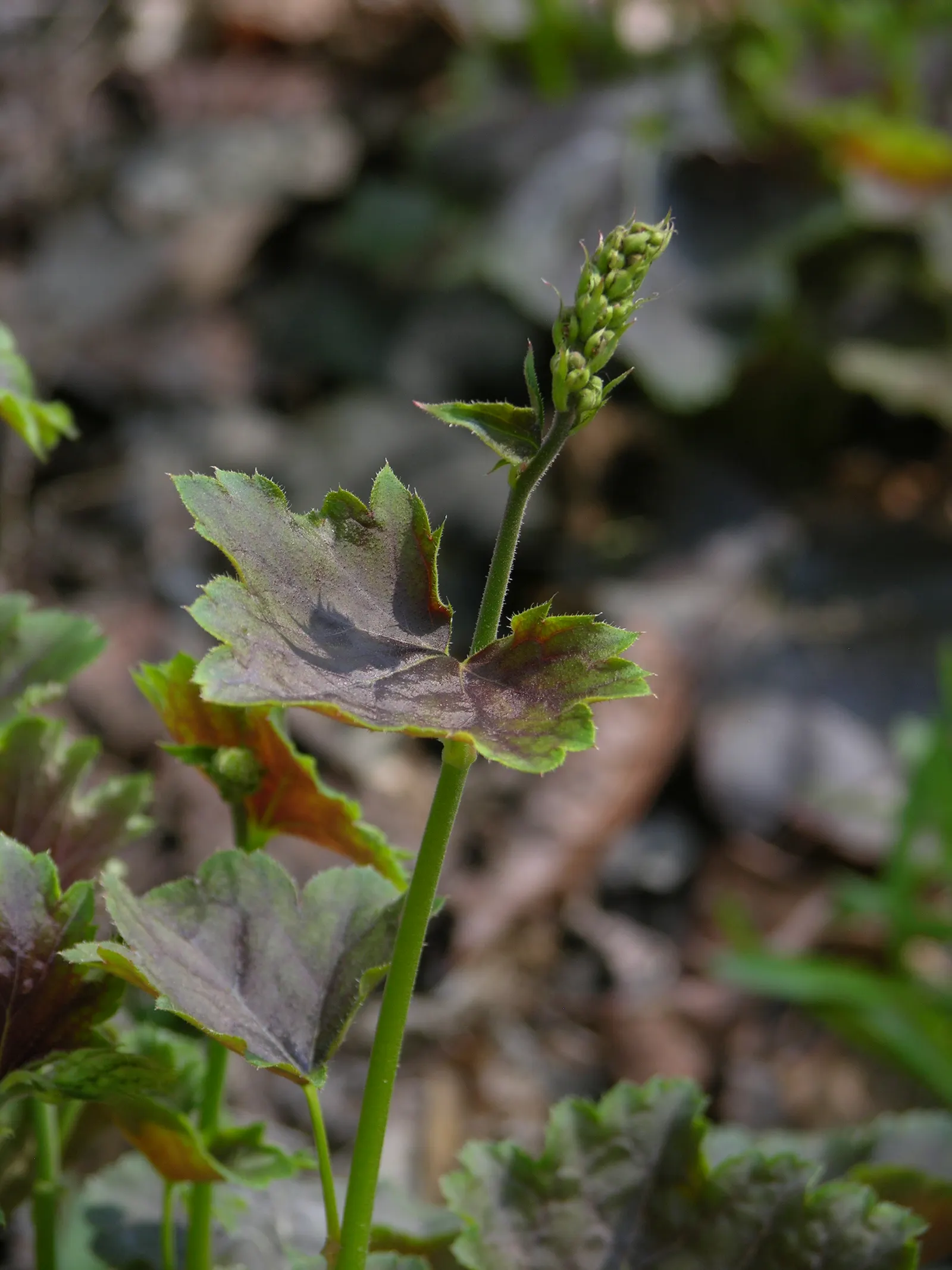 American Alumroot (Heuchera Americana) — the American Alumroot sends up slender stalks