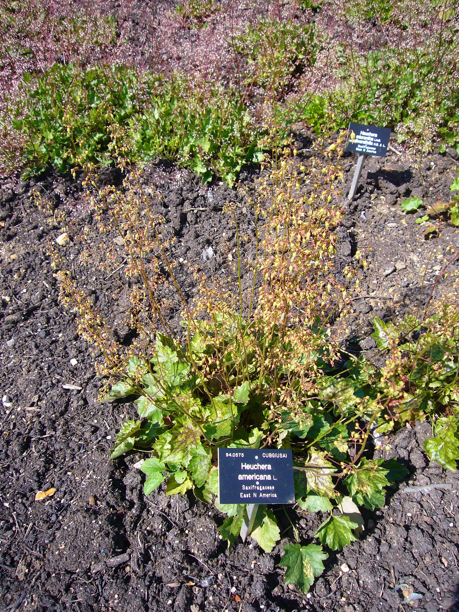 American Alumroot (Heuchera Americana) — preferring partial shade to full sun conditions