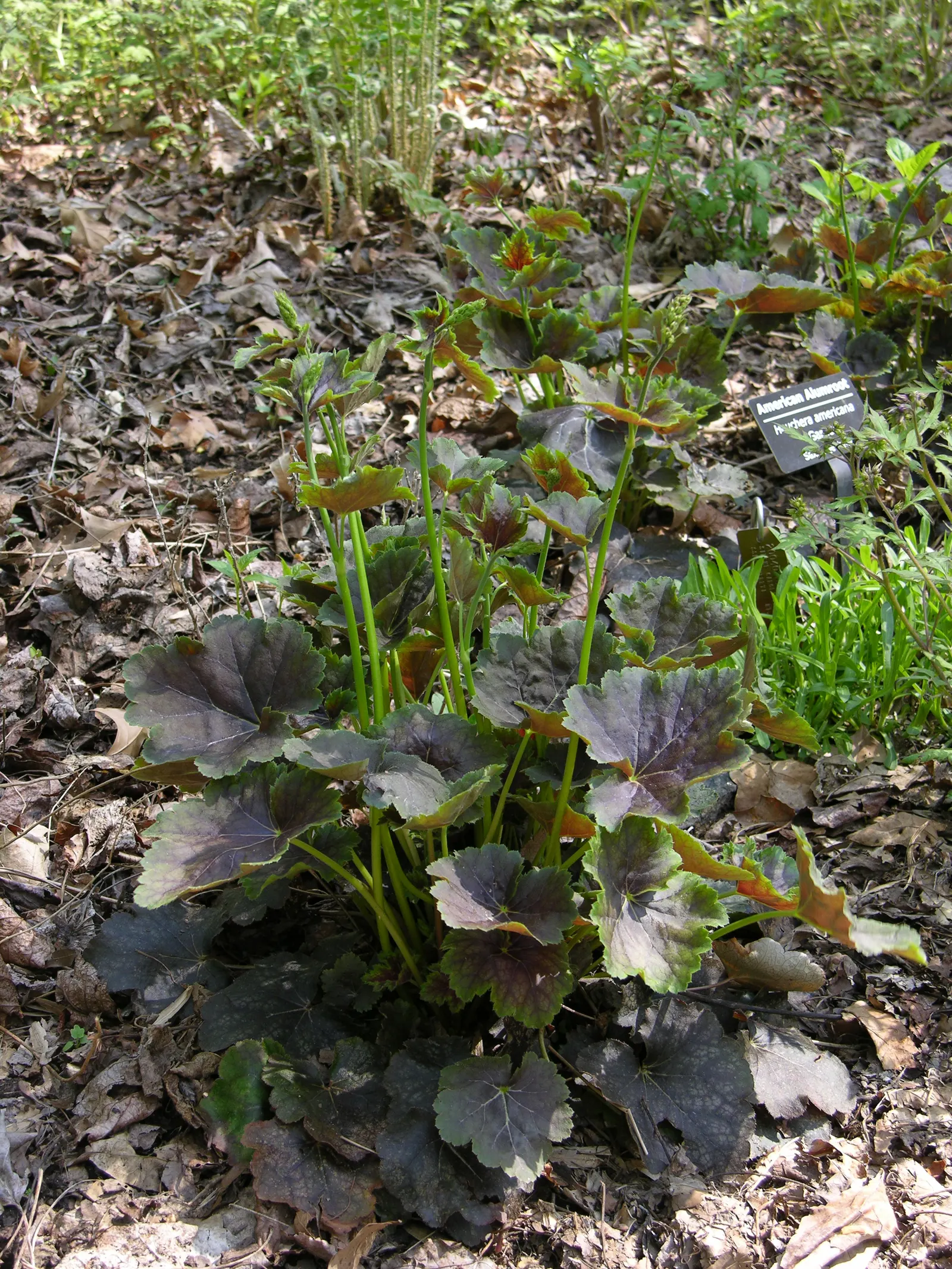 American Alumroot (Heuchera Americana) — This herbaceous perennial offers mounded foliage reaching 1-2 feet tall and wide