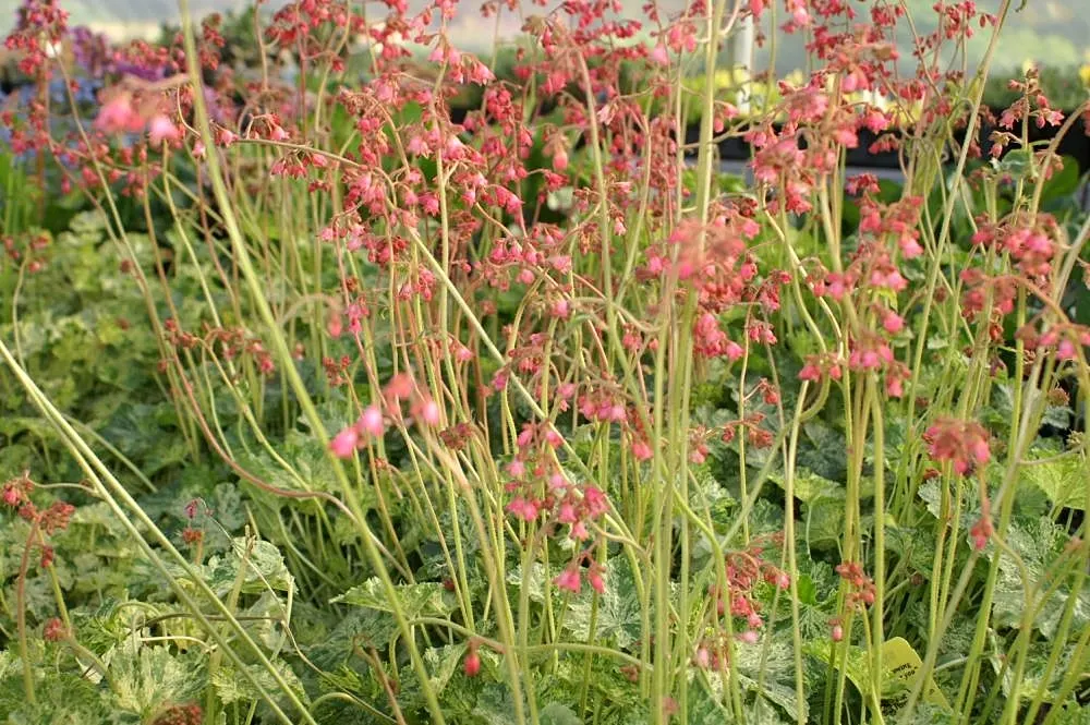 American Alumroot (Heuchera Americana) — In early summer, dainty, bell-shaped, white to pinkish flowers rise on slender stems up to 3 feet