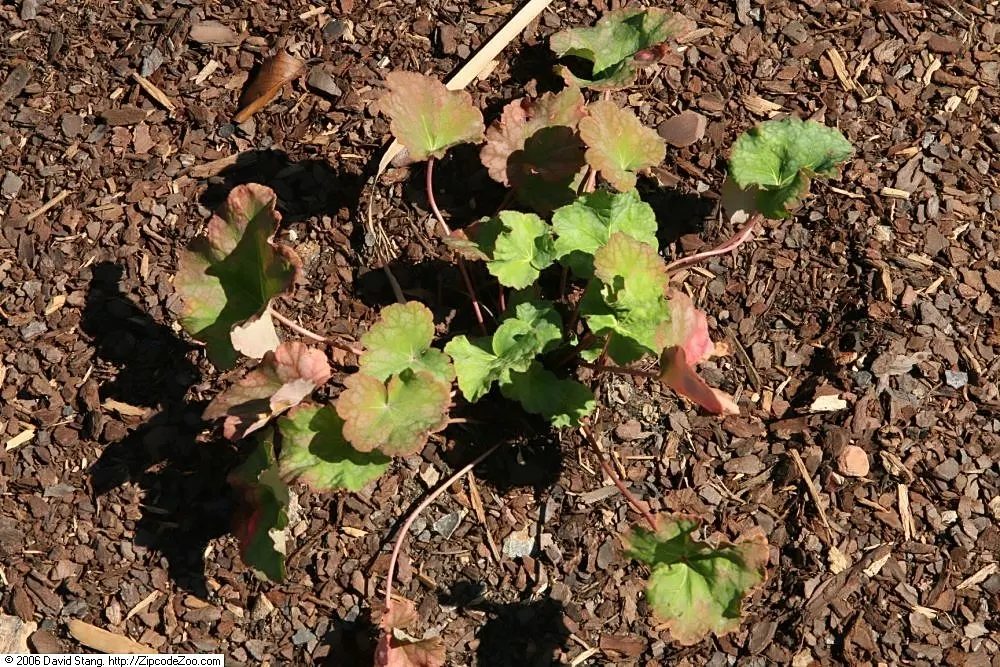 American Alumroot (Heuchera Americana) — the American Alumroot offers not only visual appeal but also a commitment to ecological garden practice