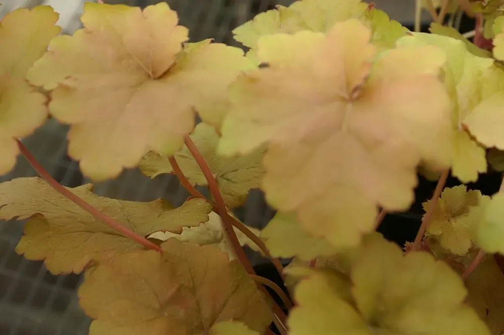 American Alumroot (Heuchera Americana) — capped with small bell-shaped flowers