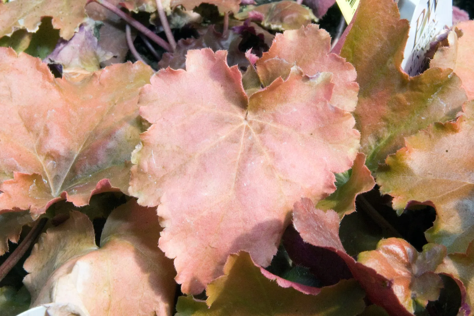 American Alumroot (Heuchera Americana) — with leaves in varied shades of green sporting silver markings; which may reach up to 24 inches in height
