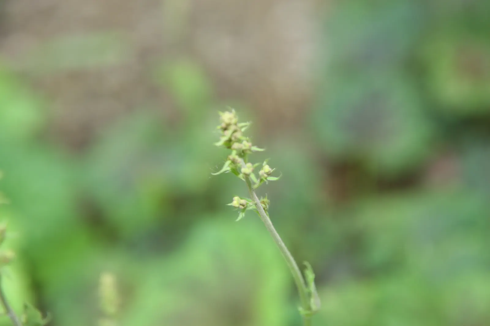 American Alumroot (Heuchera Americana) — This herbaceous perennial offers mounded foliage reaching 1-2 feet tall and wide; preferring partial shade to full sun