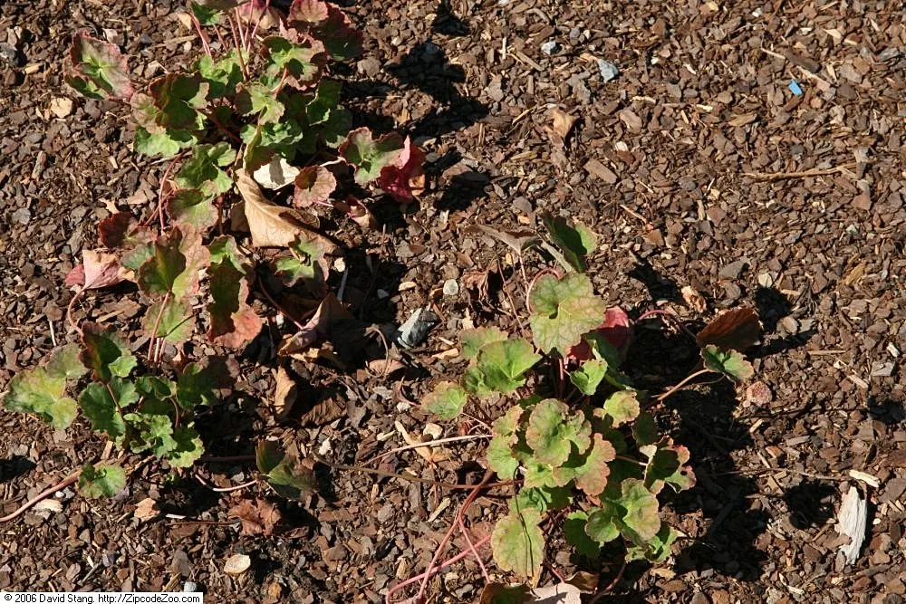 American Alumroot (Heuchera Americana) — with minimal water requirements once established
