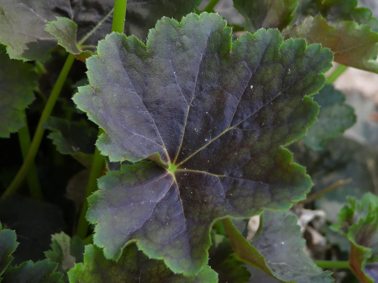 American Alumroot (Heuchera Americana) — Ideal for woodland gardens, it prefers well-drained soils and tolerates drought once established