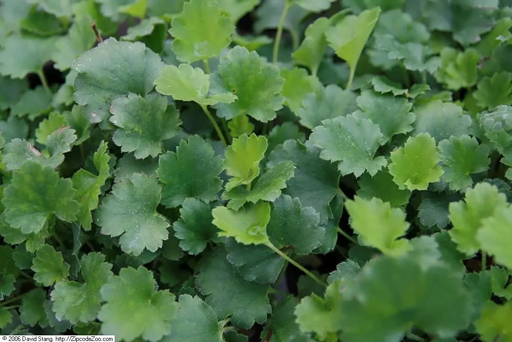 American Alumroot (Heuchera Americana) — fostering a biodiverse environment