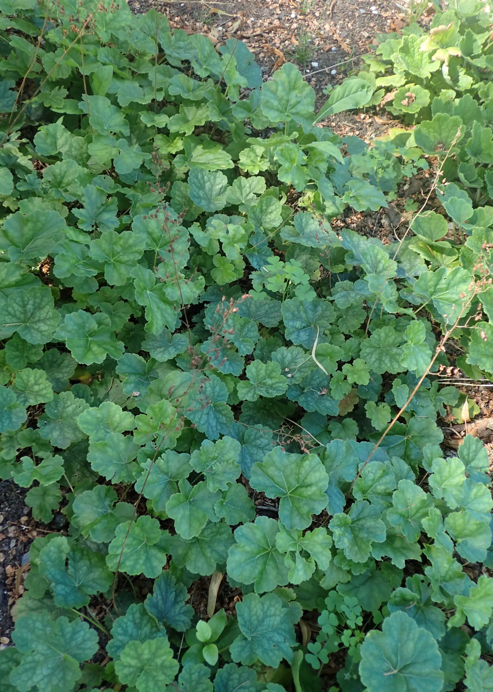 American Alumroot (Heuchera Americana) — with leaves in varied shades of green sporting silver markings