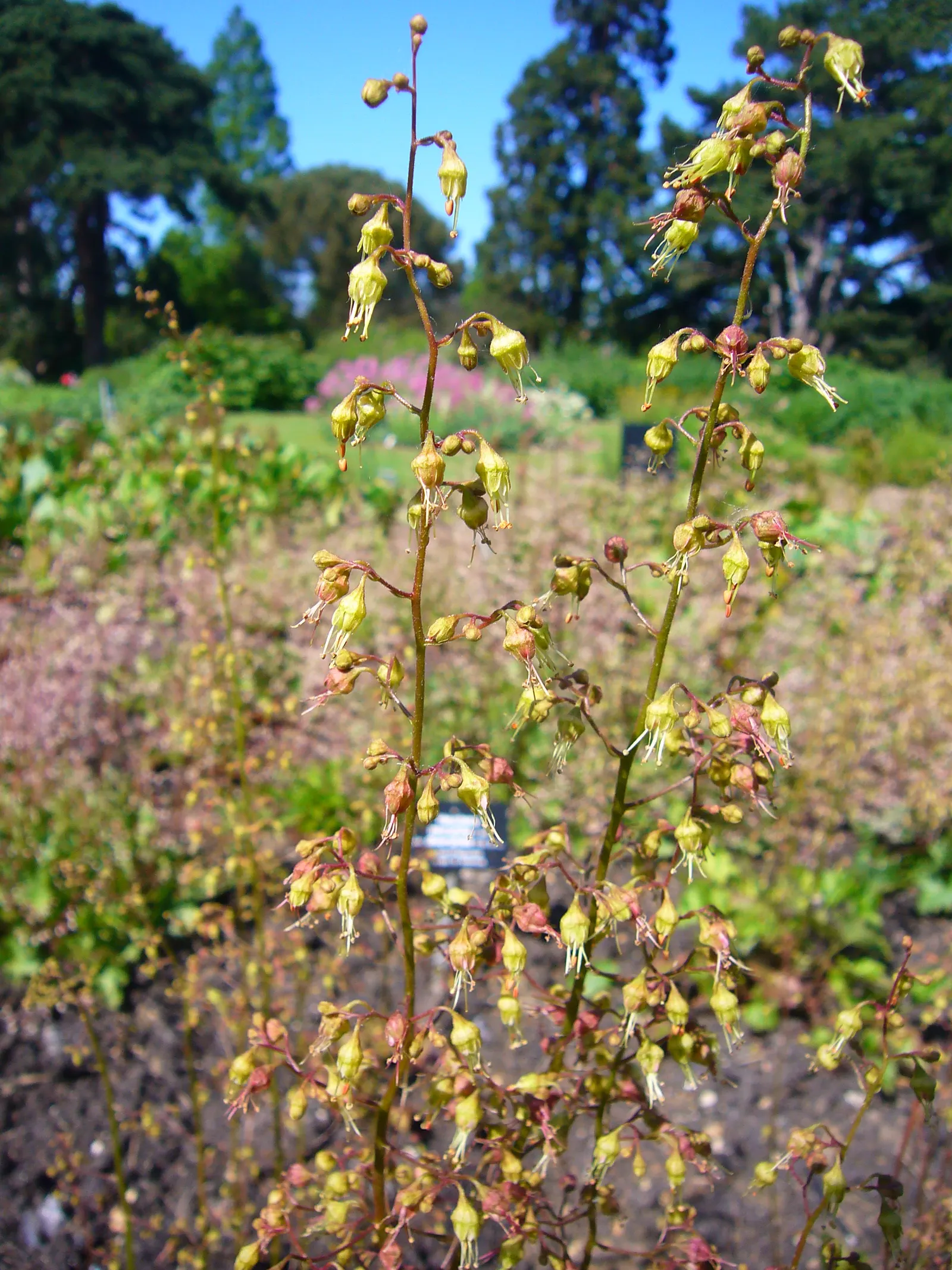 American Alumroot (Heuchera Americana) — Throughout its blooming season from late spring to midsummer