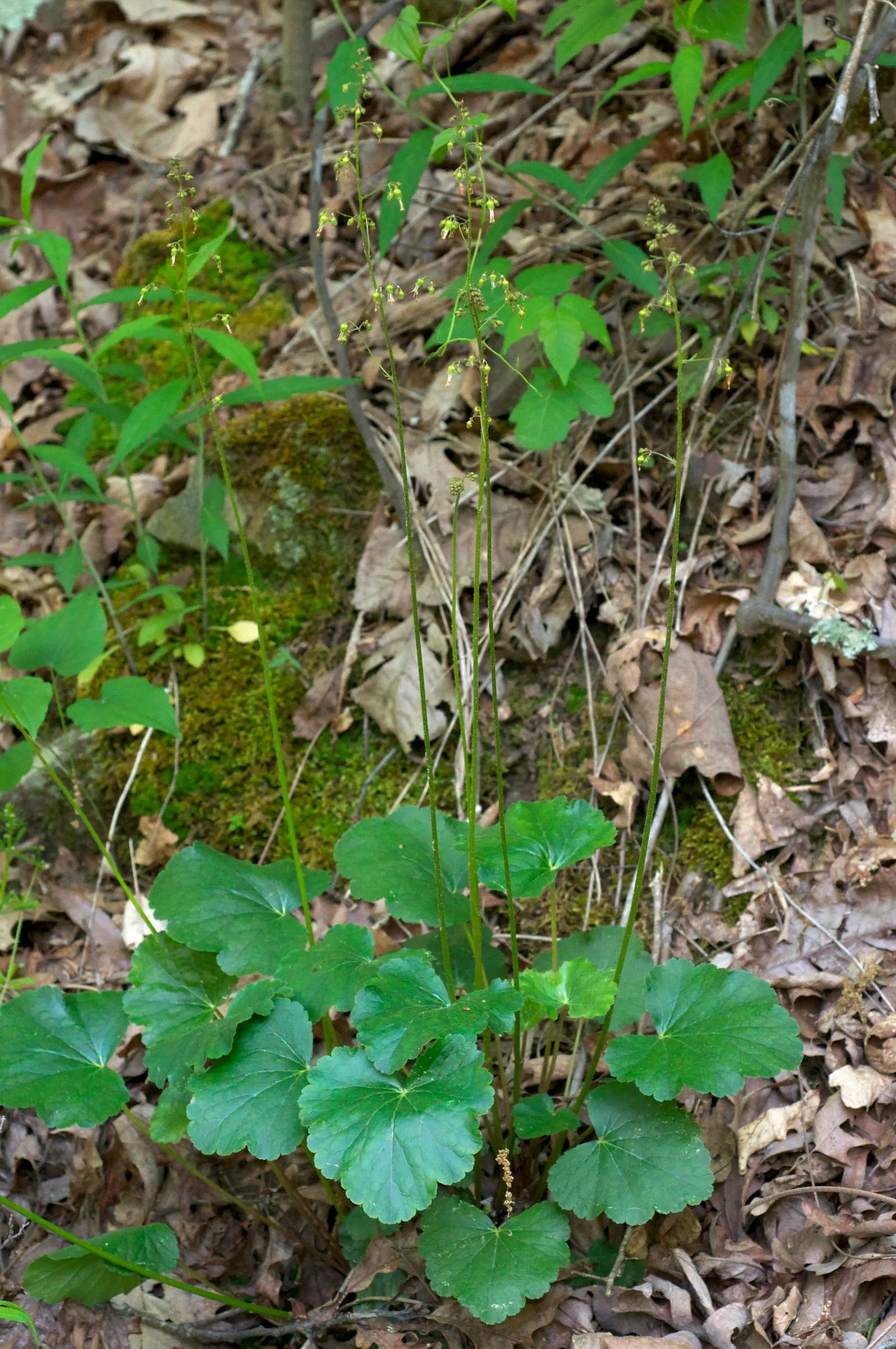 American Alumroot (Heuchera Americana) — including butterflies and bees.<br><br>For the client