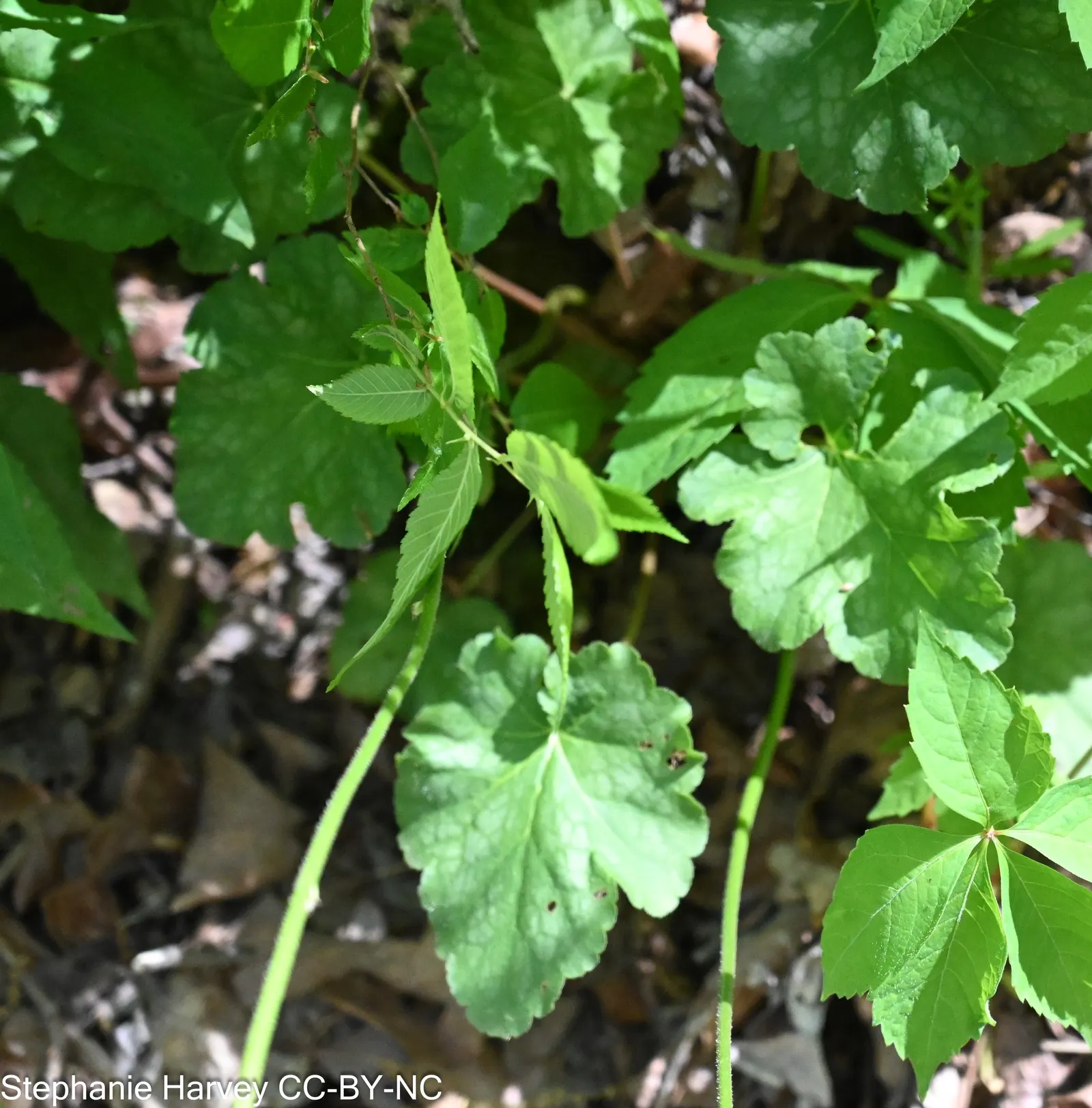 American Alumroot (Heuchera Americana) — transition through a tapestry of color
