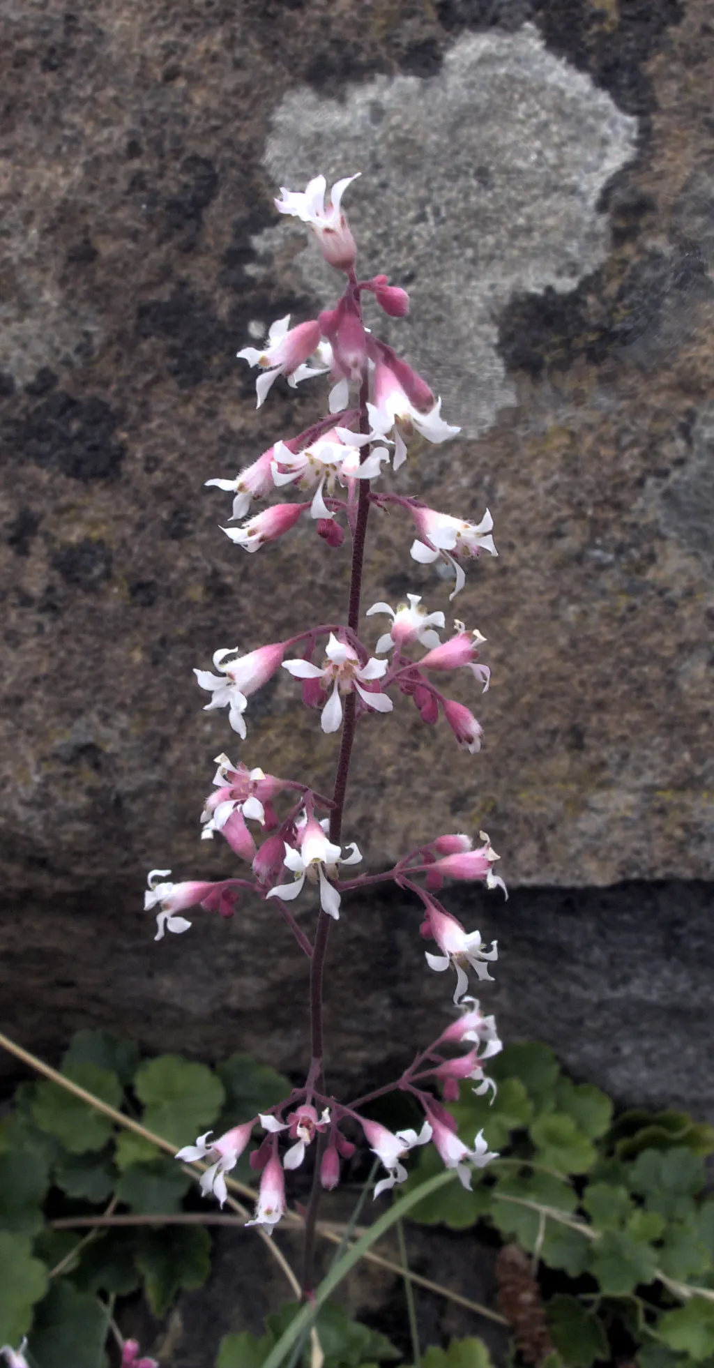 American Alumroot (Heuchera Americana) — varying from deep green to subtle hints of silver-gray and plum