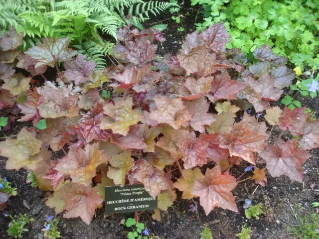 American Alumroot (Heuchera Americana) — well-suited for a variety of landscape designs