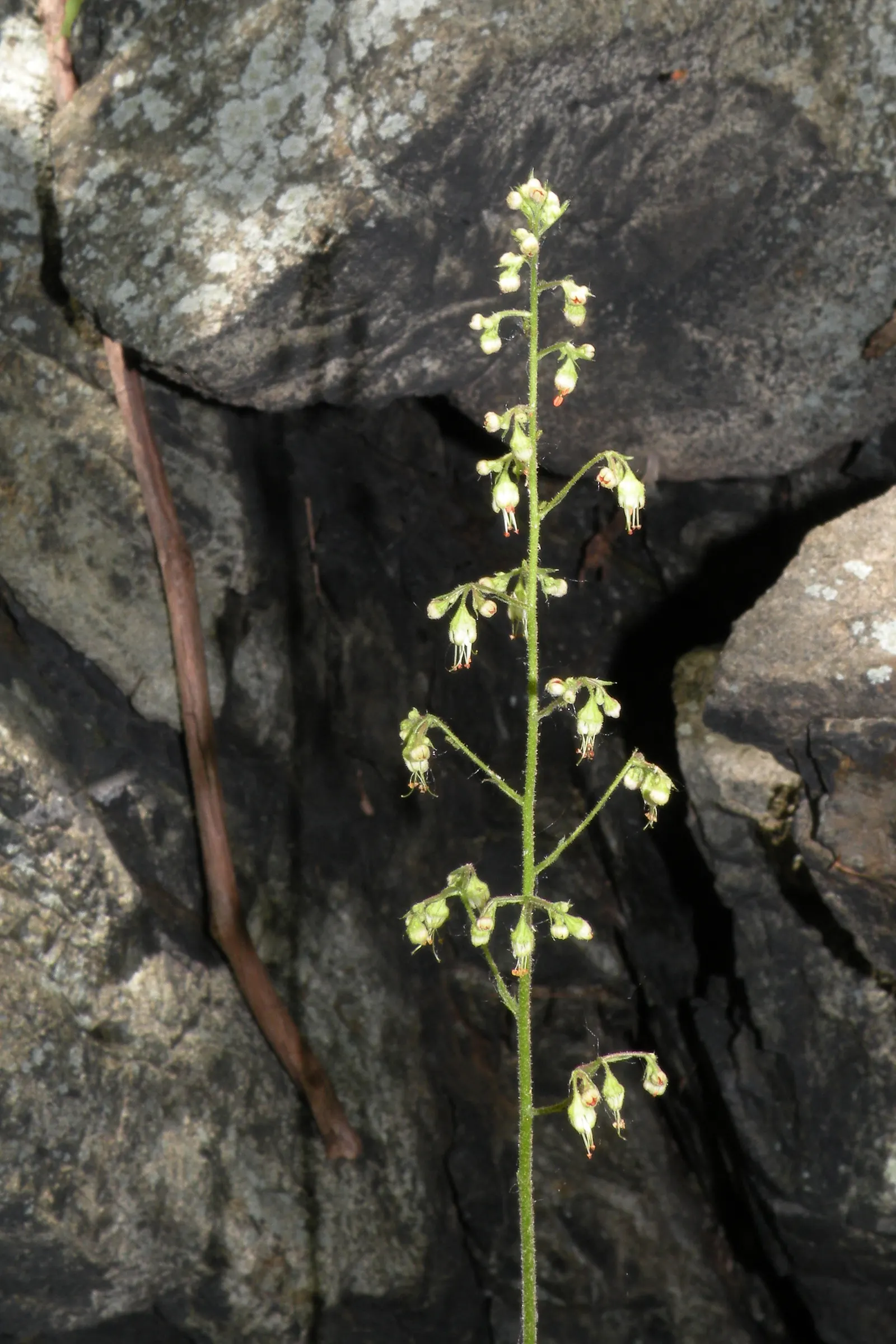 American Alumroot (Heuchera Americana) — showcasing its resilience in face of differing climates