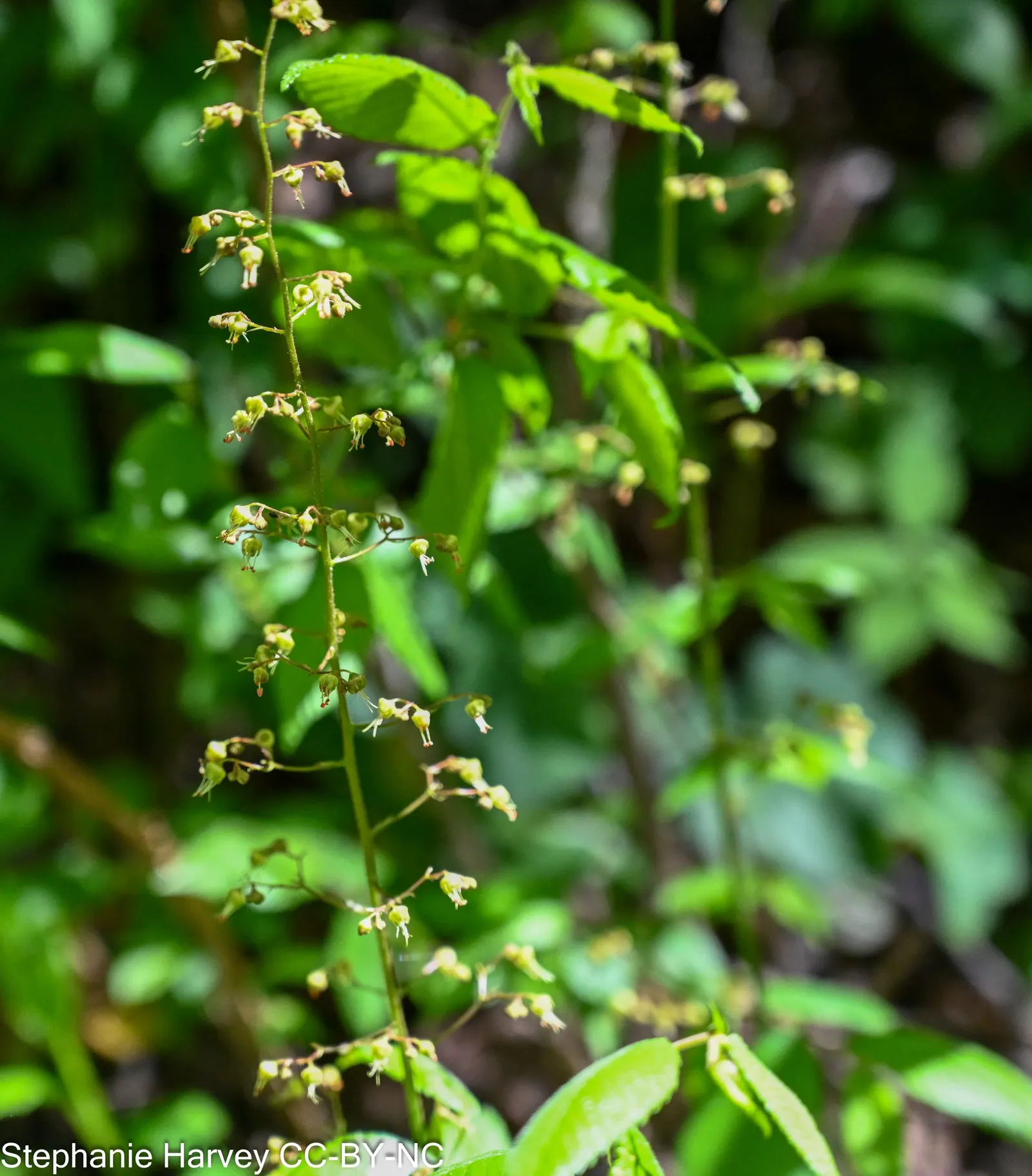 American Alumroot (Heuchera Americana) — which spans about 12 to 18 inches in height and roughly the same in spread