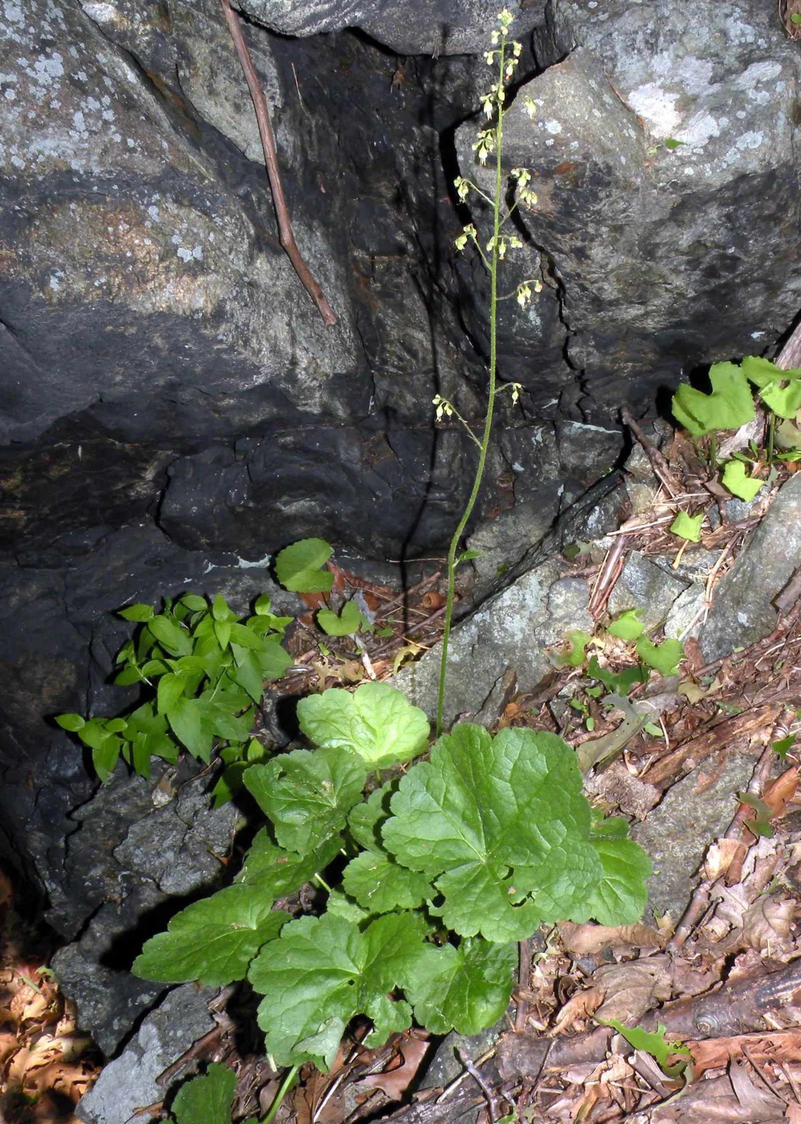American Alumroot (Heuchera Americana) — The American Alumroot, Heuchera americana, thrives in USDA zones 4-9, favoring part-shade to full-shade