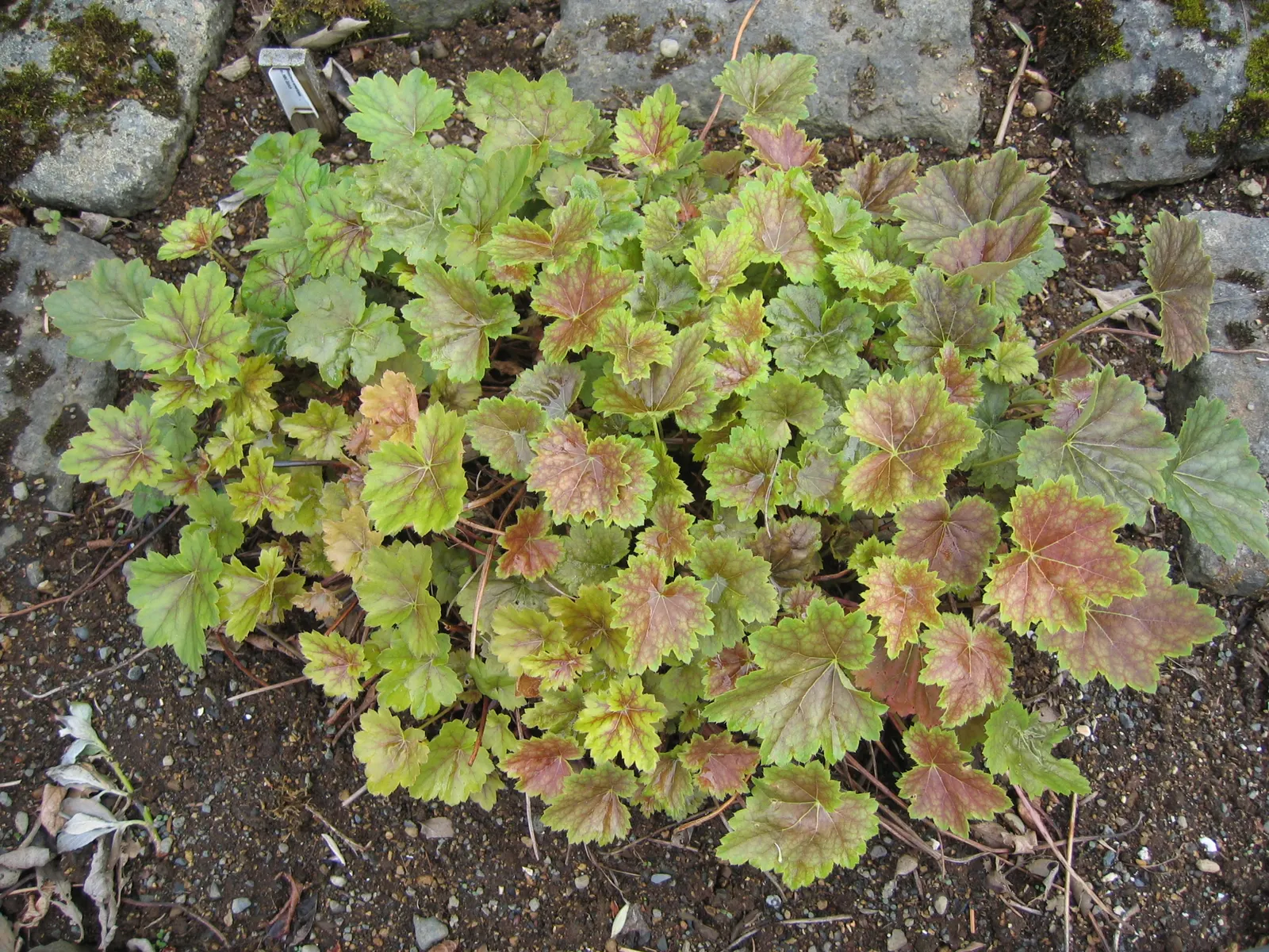 American Alumroot (Heuchera Americana) — ground cover / perennial with green and white blooms
