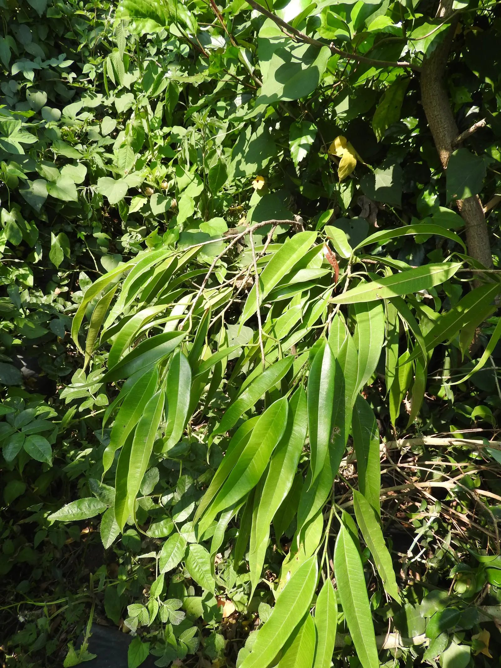 Banana Leaf Fig (Ficus Maclellandii) — commonly known as the Banana Leaf Fig