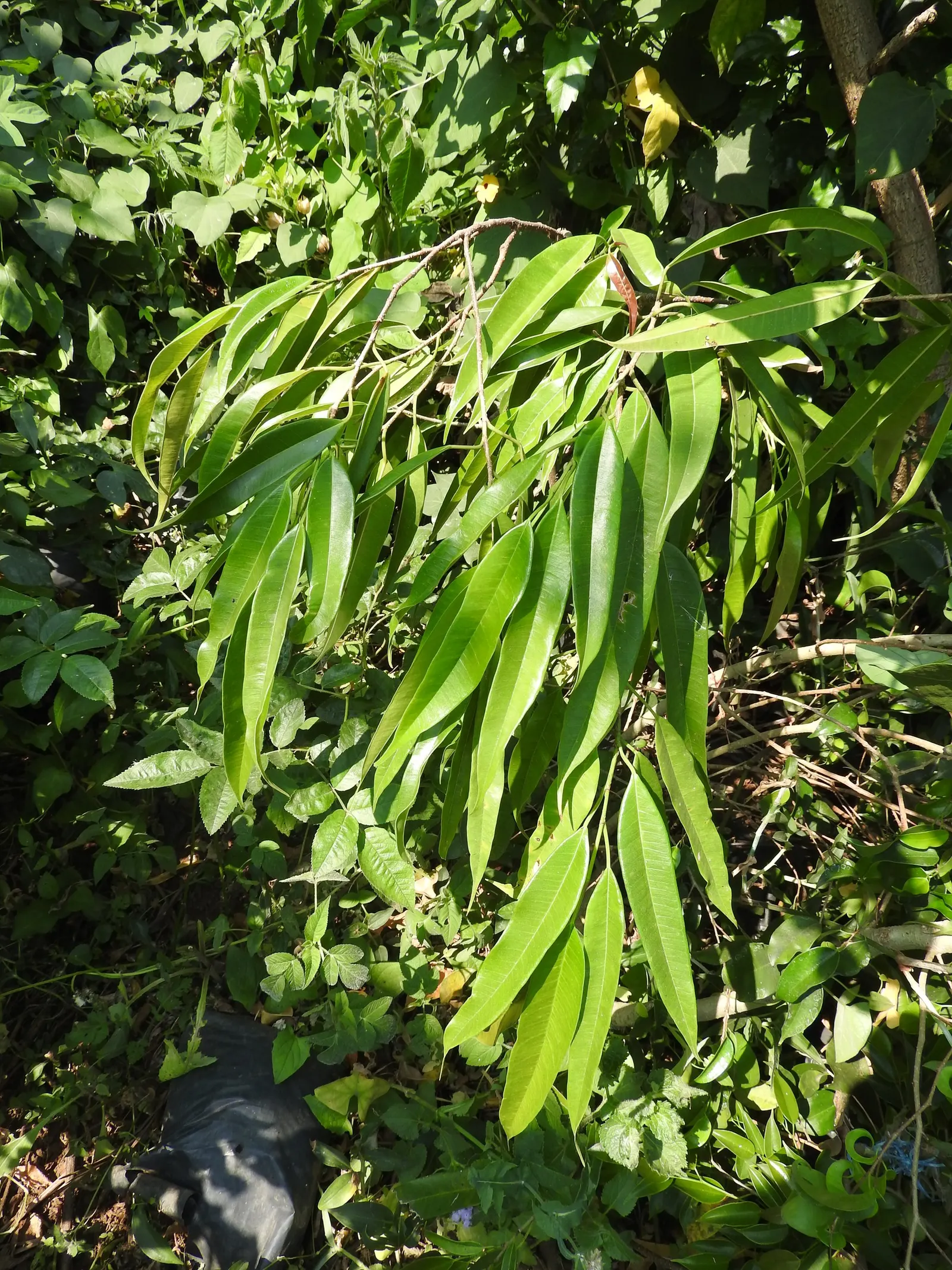Banana Leaf Fig (Ficus Maclellandii) — Ficus maclellandii thrives in USDA hardiness zones 9 to 11