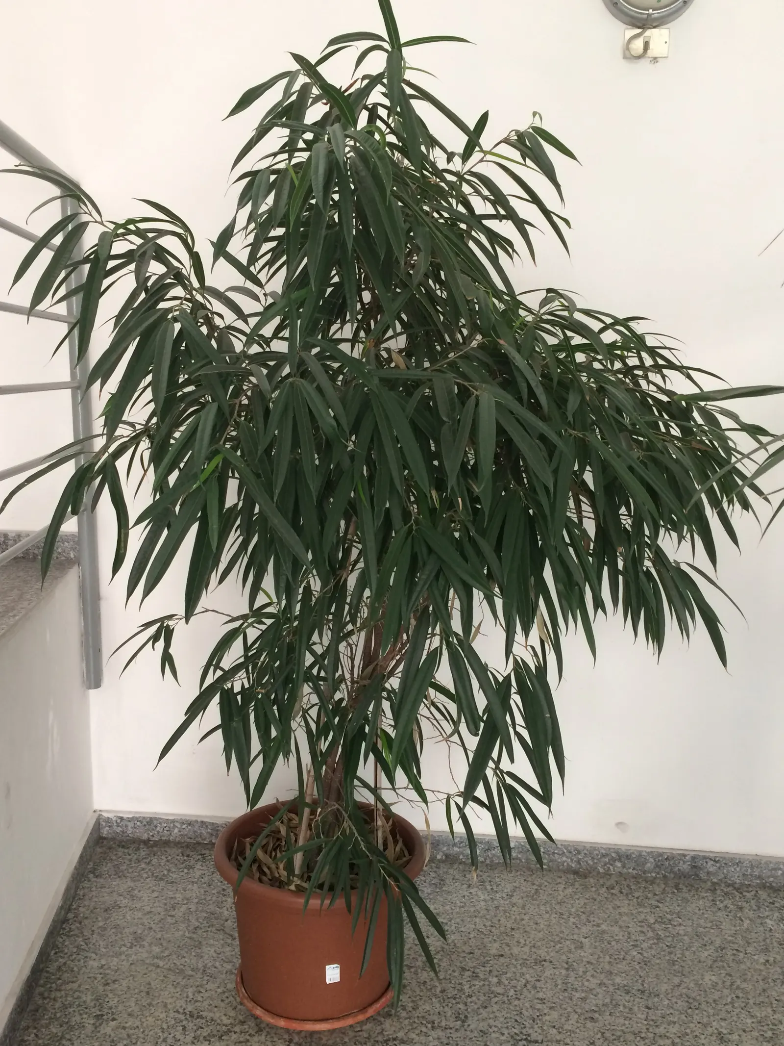 Banana Leaf Fig (Ficus Maclellandii) — offers a refreshing departure from the more typical foliage found in ornamental landscapes