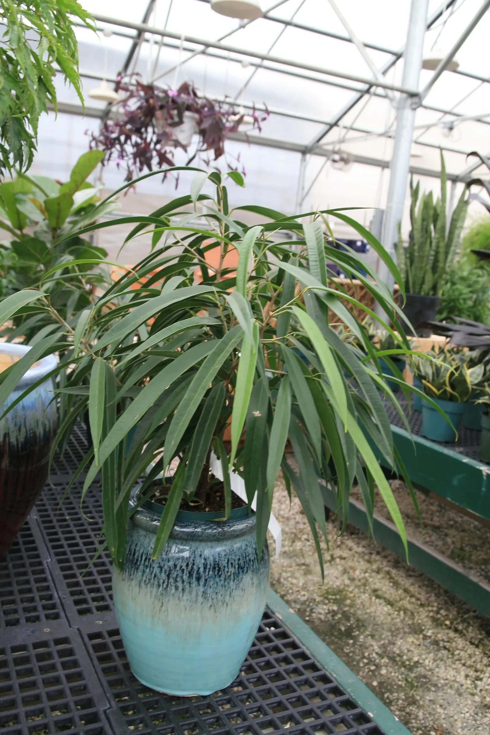 Banana Leaf Fig (Ficus Maclellandii) — which can grow up to 10 inches in length