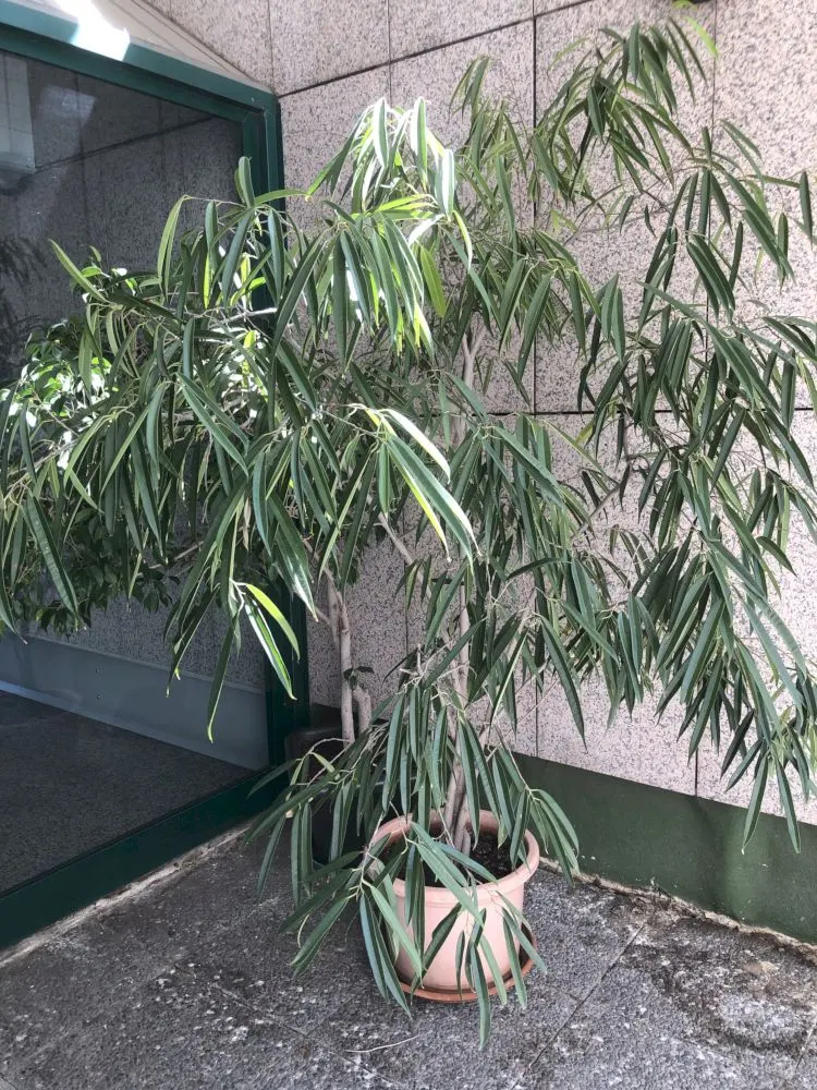 Banana Leaf Fig (Ficus Maclellandii) — This evergreen tree is distinguished by its elongated