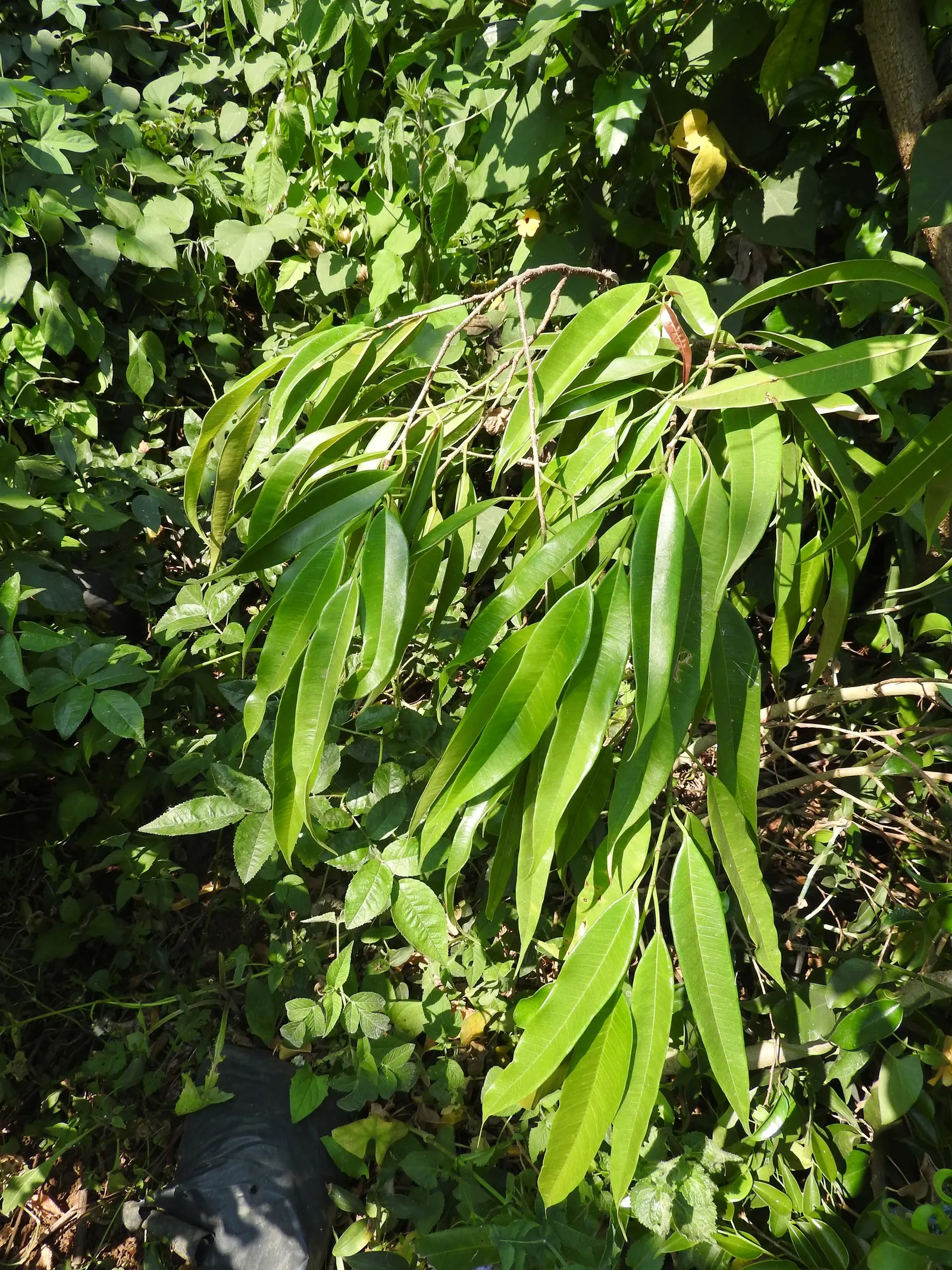 Banana Leaf Fig (Ficus Maclellandii) — presenting a striking resemblance to bananas