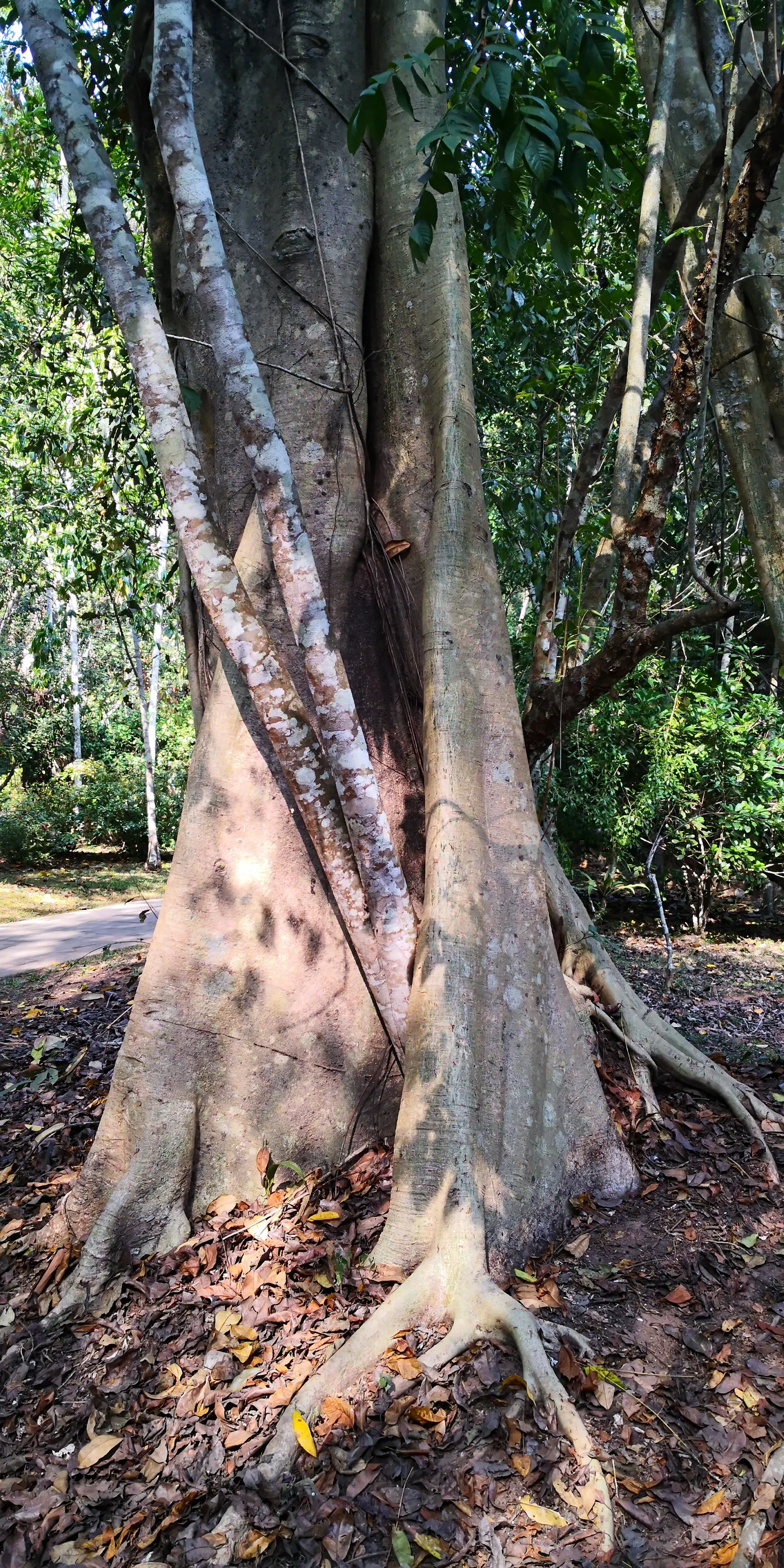Banana Leaf Fig (Ficus Maclellandii) — Ideal for accentuating vertical spaces, it can grow 5-6 feet tall indoors, adding a touch of green elegance