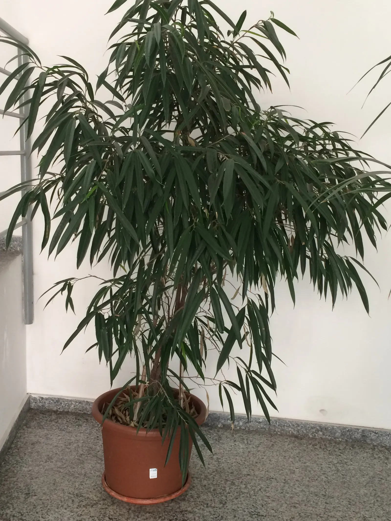 Banana Leaf Fig (Ficus Maclellandii) — It boasts long, narrow leaves that evoke a tropical feel, reaching lengths up to 10 inches