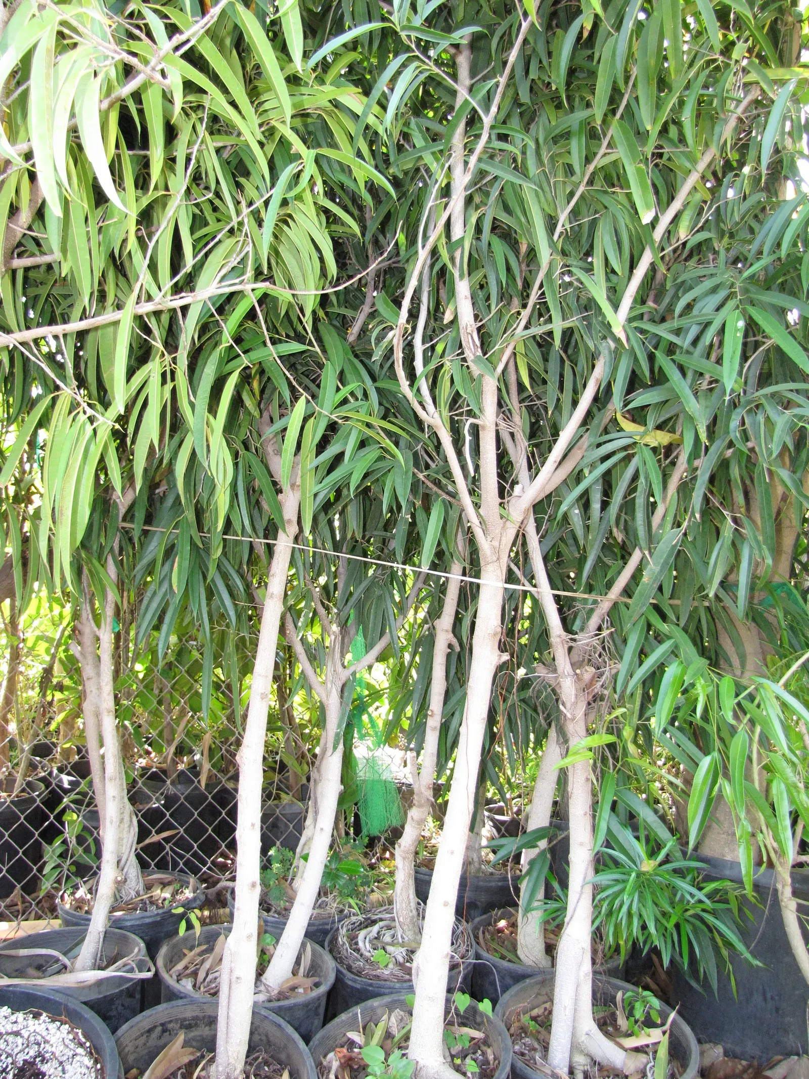 Banana Leaf Fig (Ficus Maclellandii) — preferring a full to partial sunlight exposure