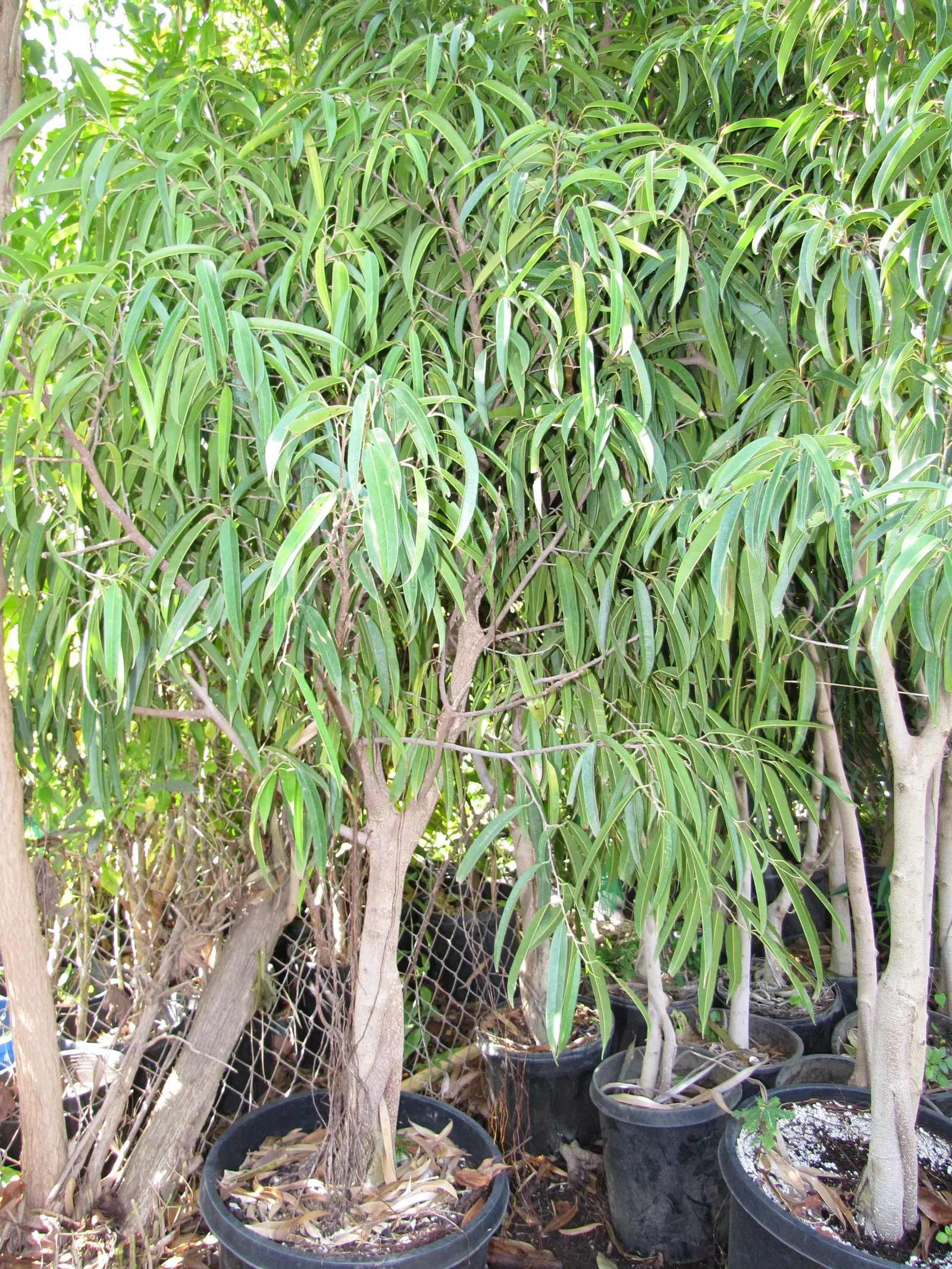 Banana Leaf Fig (Ficus Maclellandii) — making it suitable for indoor layouts or as a focal point in small garden beds