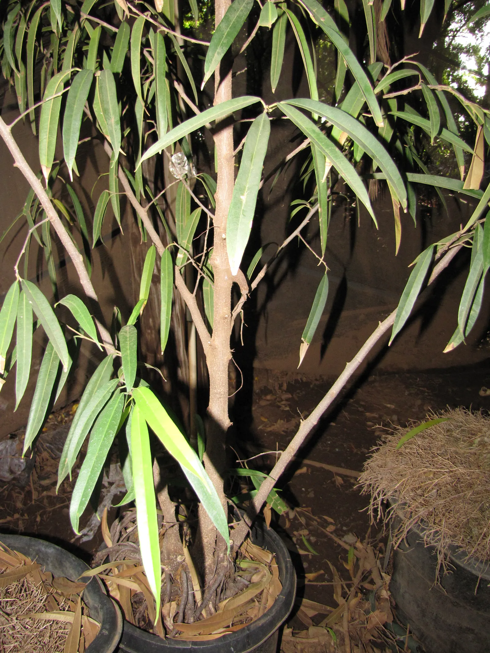 Banana Leaf Fig (Ficus Maclellandii) — It can reach a mature height ranging from 3 to 6 feet with a similar spread