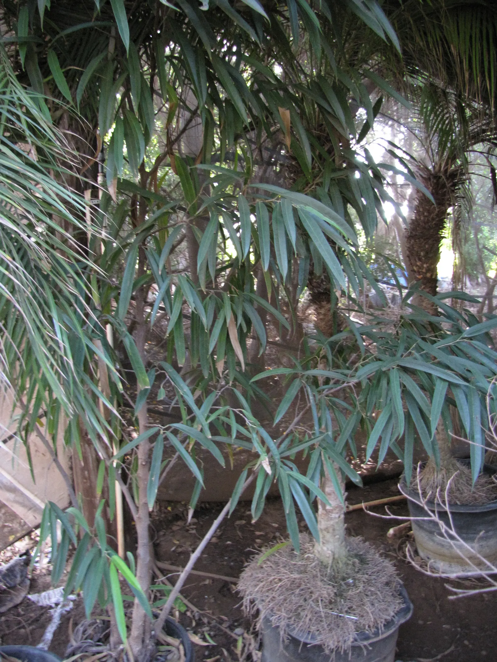Banana Leaf Fig (Ficus Maclellandii) — Overwatering should be avoided, as it may lead to root decay