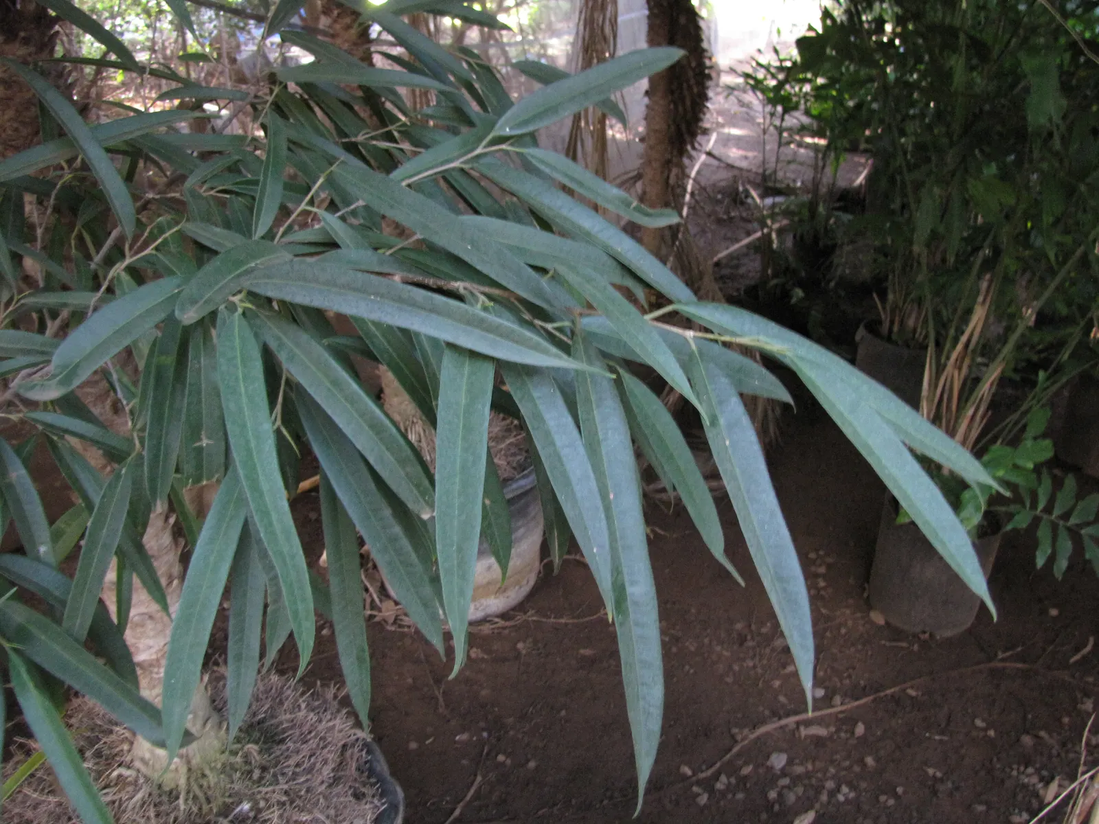 Banana Leaf Fig (Ficus Maclellandii) — This plant does best in well-draining soil, with occasional fertilization to maintain its robust foliage