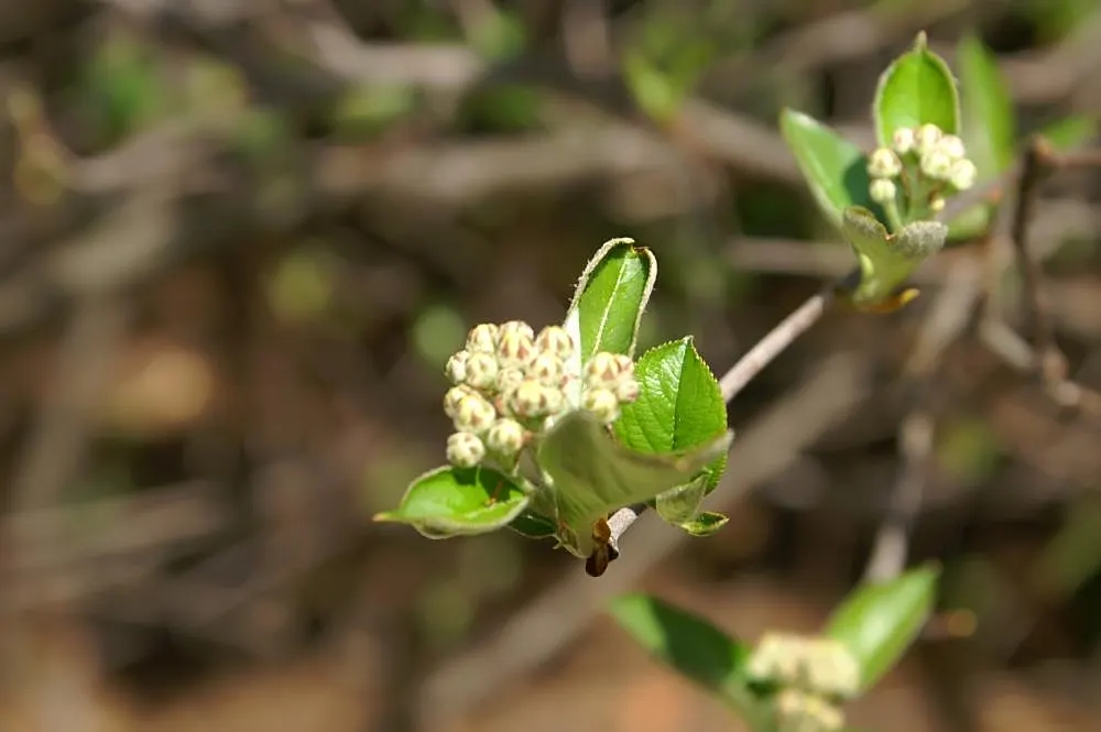 Red Chokeberry (Aronia Arbutifolia) — the plant boasts a profusion of red berries that persist into winter