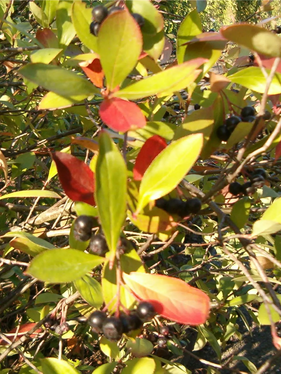 Red Chokeberry (Aronia Arbutifolia) — Native to Eastern North America