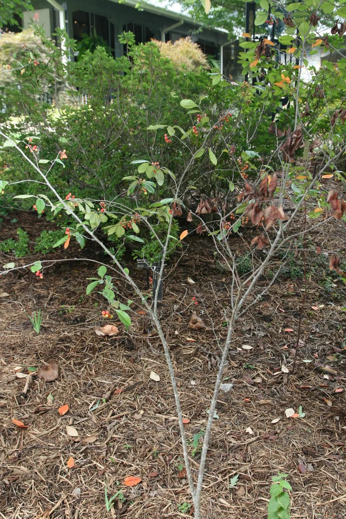 Red Chokeberry (Aronia Arbutifolia) — Ideal for naturalized areas