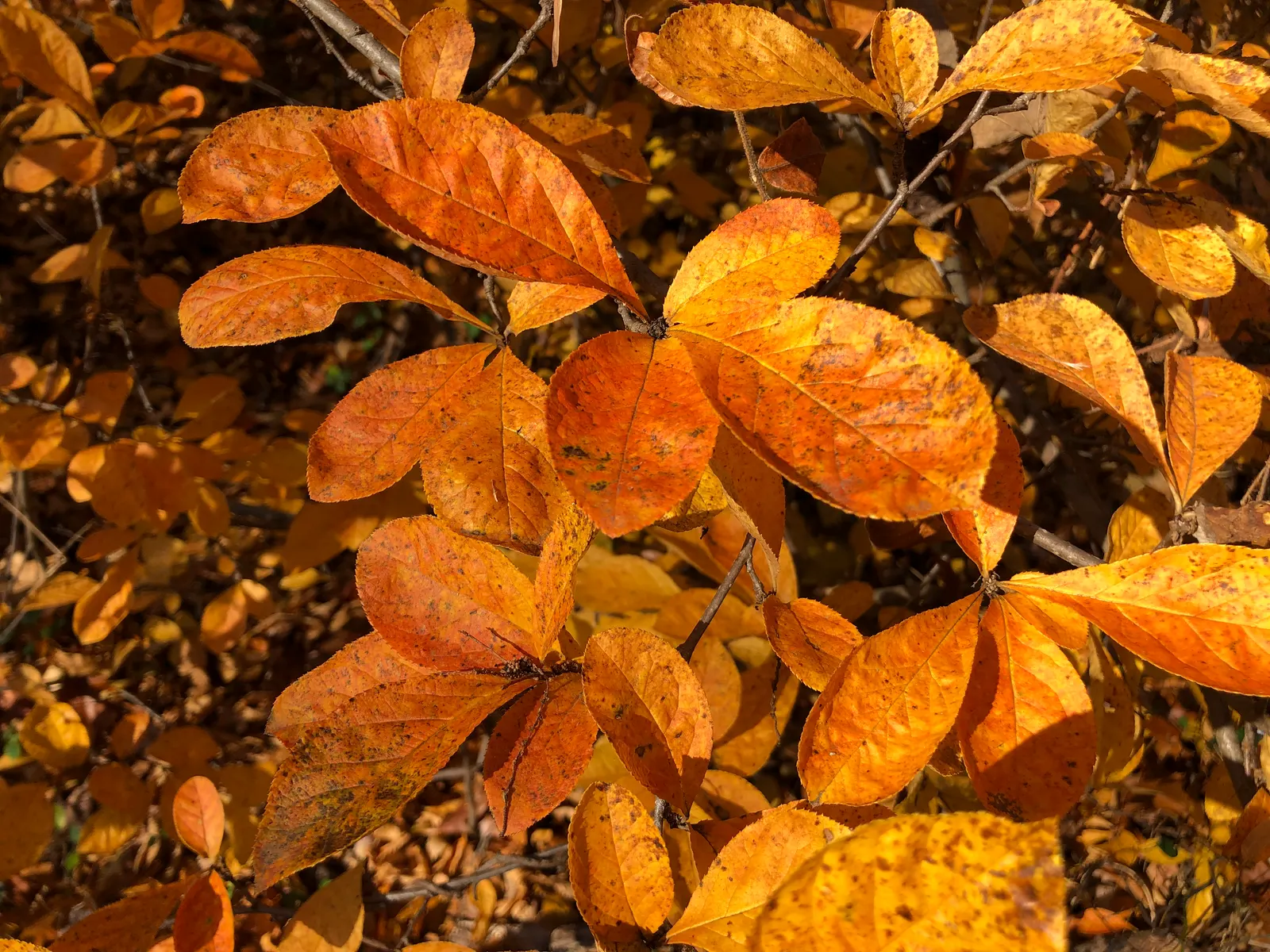 Red Chokeberry (Aronia Arbutifolia) — it offers excellent erosion control and habitat value
