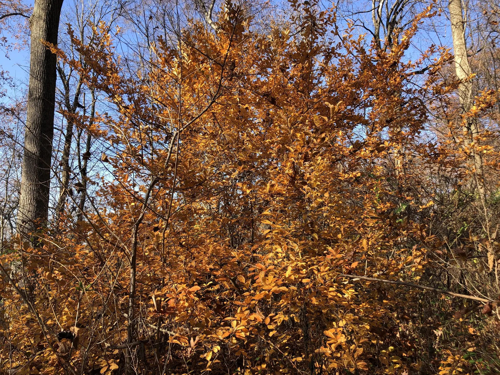 Red Chokeberry (Aronia Arbutifolia) — This deciduous shrub reaches 6-10 ft in height and 3-5 ft in width at maturity