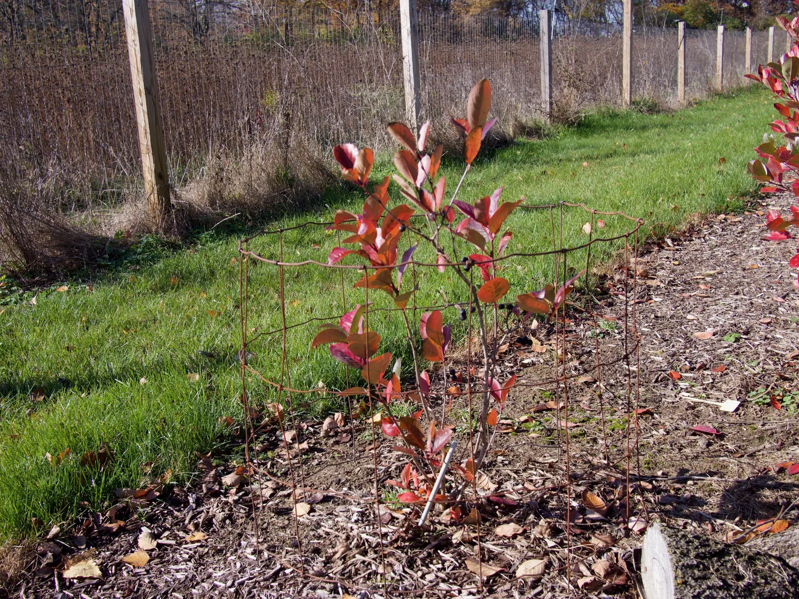 Red Chokeberry (Aronia Arbutifolia) — Red Chokeberry (Aronia arbutifolia) thrives in USDA zones 4-9