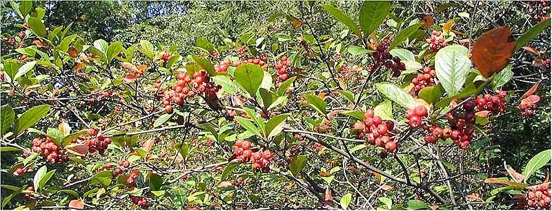 Red Chokeberry (Aronia Arbutifolia) — while requiring minimal maintenance