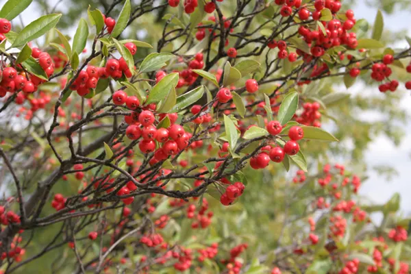 Red Chokeberry (Aronia Arbutifolia) — prefers full sun to partial shade