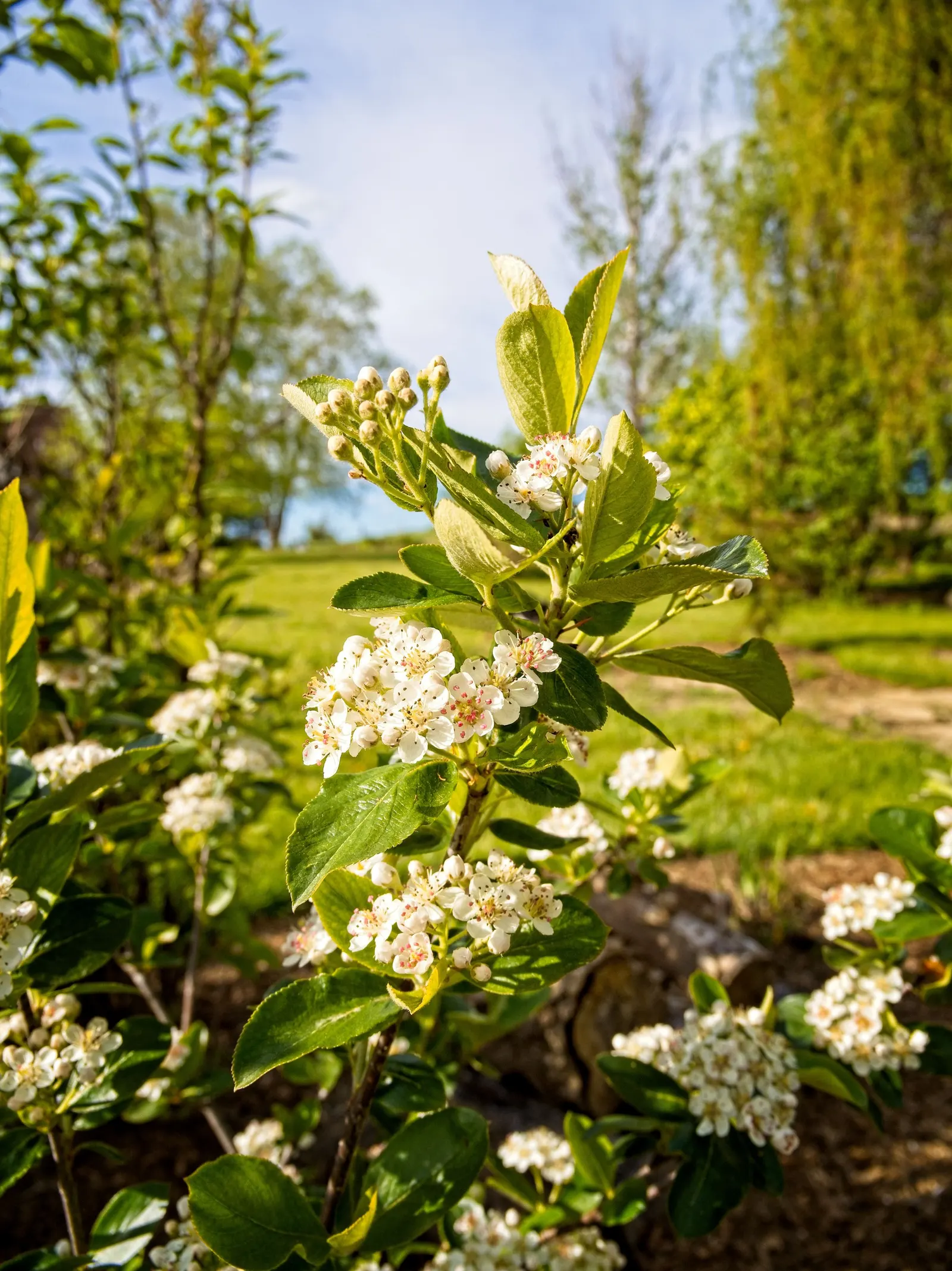 Red Chokeberry (Aronia Arbutifolia) — making it a favorable addition to dynamic landscape designs