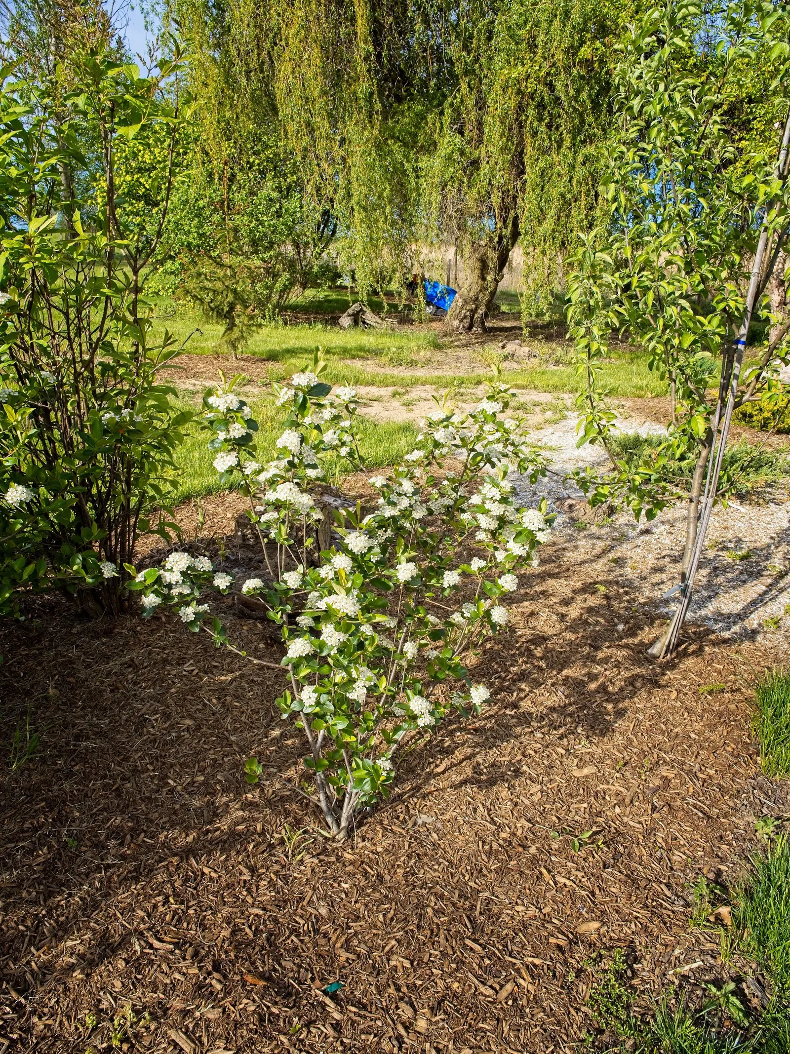Red Chokeberry (Aronia Arbutifolia) — demonstrating its ability to withstand a wide temperature range