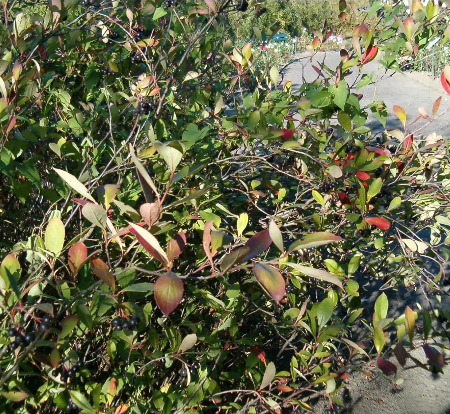 Red Chokeberry (Aronia Arbutifolia) — which provides a prolonged display of vibrant color