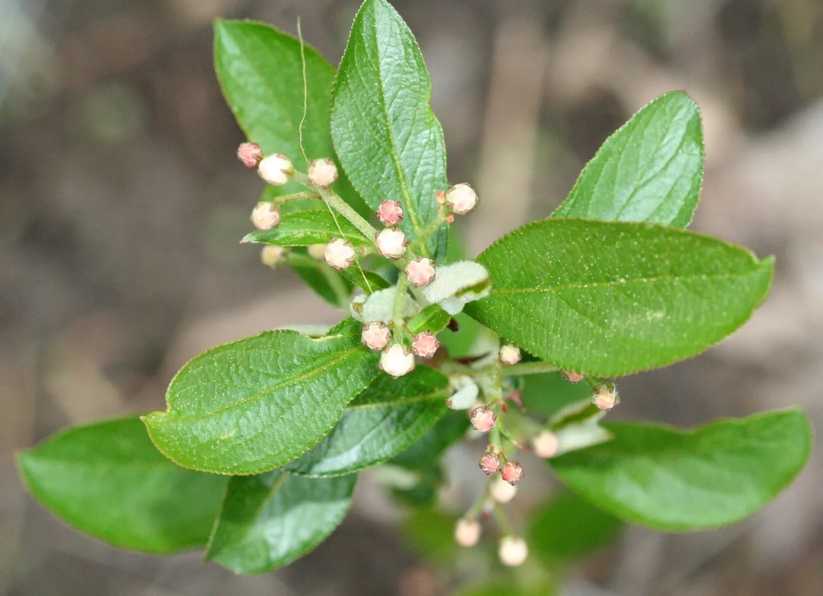 Red Chokeberry (Aronia Arbutifolia) — this deciduous shrub typically reaches heights of 6 to 10 feet with a comparable spread of 3 to 5 feet
