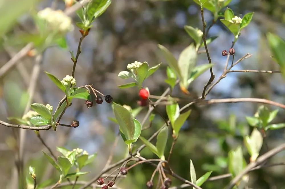 Red Chokeberry (Aronia Arbutifolia) — which gracefully contrast the emerging leaves.<br><br>Following the floral showcase